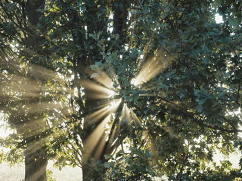 Low angle view of sunlight streaming through trees in forest