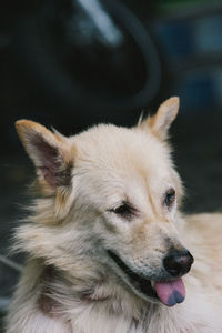 Close-up of dog looking away