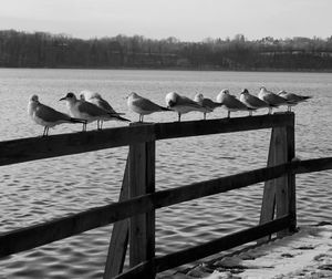 Birds perching on lake against sky