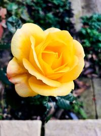 Close-up of yellow flower blooming outdoors