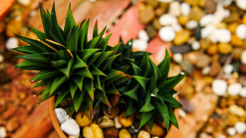 Close-up of fresh green leaves