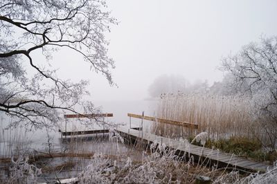 Bare trees in winter