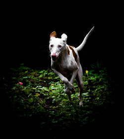 Dog running in field