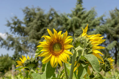 Close-up of yellow sunflower on field