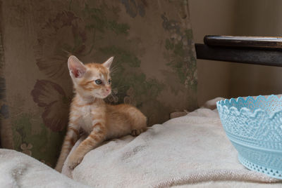 Portrait of cat sitting at home