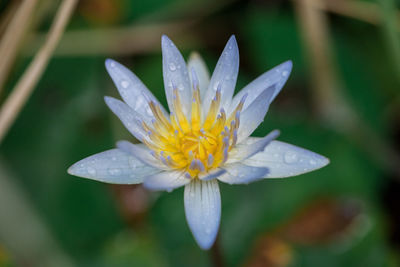 Close-up of raindrops on flower