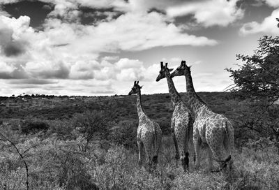 Giraffes standing on field against sky