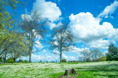 Scenic view of field against blue sky