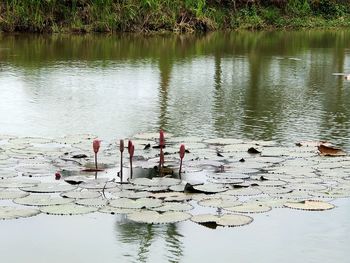 High angle view of plants floating on lake