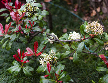 Close-up of flowering plant