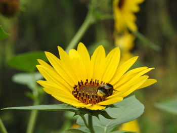 Insect on yellow flower