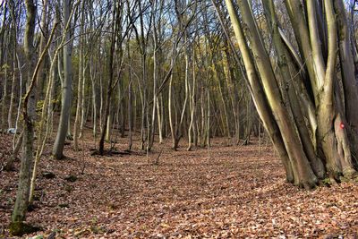 View of bamboo trees in forest