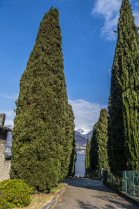  cypresses on lake como with the snow capped alps in the background