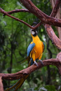 Close-up of bird perching on branch