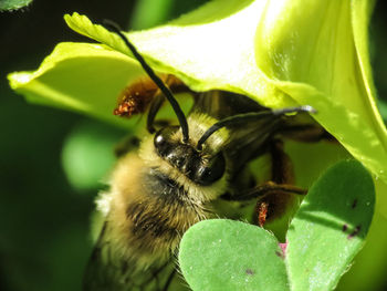 Close-up of bee pollinating flower