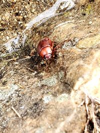 High angle view of crab on rock