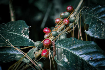 Close-up of plant