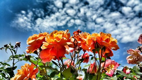 Low angle view of flowers blooming against clear sky