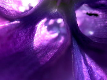 Macro shot of pink flower