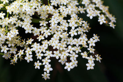 Close-up of flowers