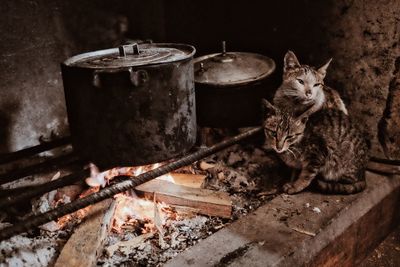 Cats by cooking pans on wood burning stove