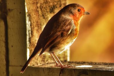 The robin redbreast 