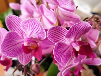 Close-up of pink orchids