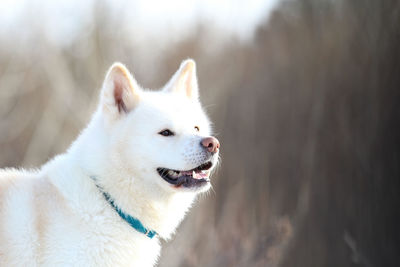 Close-up of a dog looking away