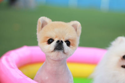 Close-up of puppy sitting in wading pool