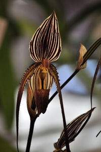 Close-up of flower against blurred background