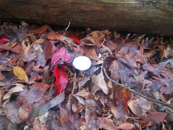 Fallen leaves on ground