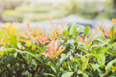 Close-up of flowering plant