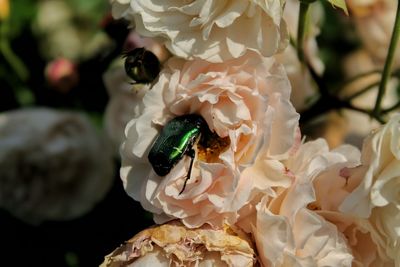 Close-up of bee pollinating on pink flower