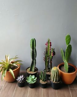 Potted plants on floor against white wall