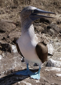 Close-up of a bird