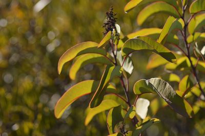 Close-up of yellow leaves growing on plant