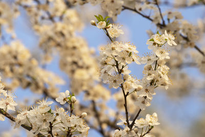 Close-up of white cherry blossom tree