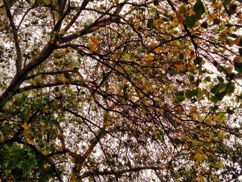 Low angle view of blooming tree