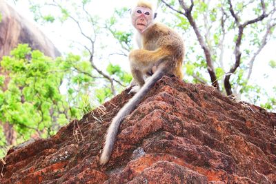 Monkey sitting in a forest