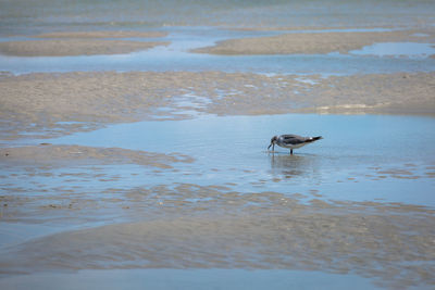 View of birds on beach