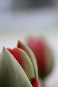 Close-up of red flower bud