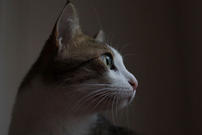 Close-up of cat looking away