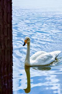 The bayanbulak lake is an important breeding ground for swans and other waterfowl