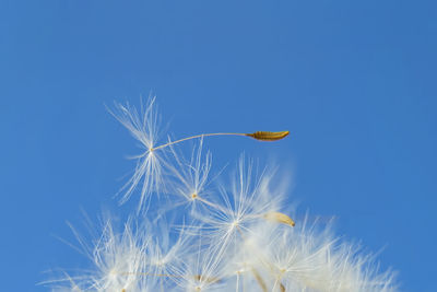 Low angle view of plant against clear blue sky