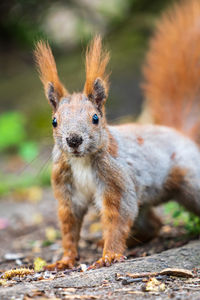 Close-up of squirrel