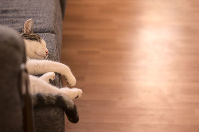 Cat sitting on hardwood floor