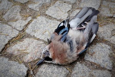 Dead bird on cobbles