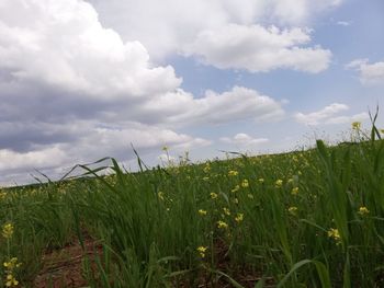 Crops growing on field against sky