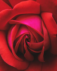 Close-up of red rose