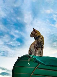 Low angle view of a cat